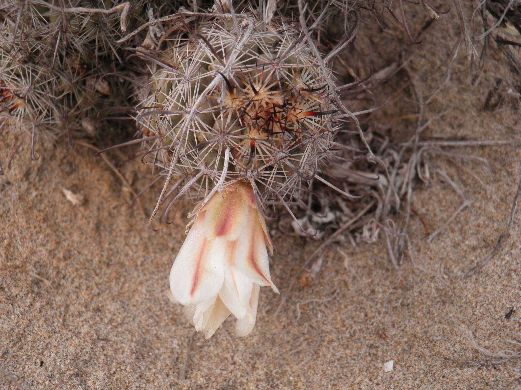 Image of Mammillaria hutchisoniana subsp. hutchisoniana