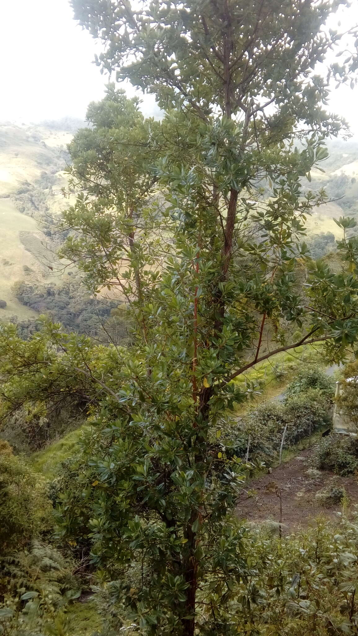 Image of Escallonia paniculata (Ruiz & Pav.) Roem. & Schult.