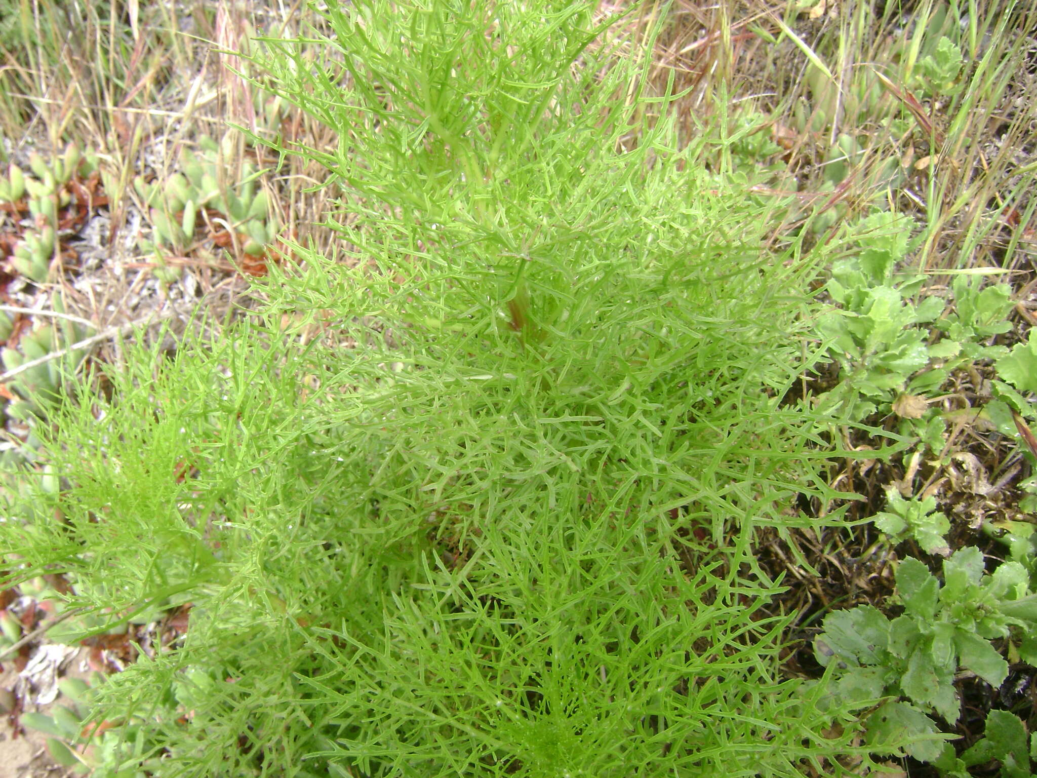 Image of cliff desertdandelion