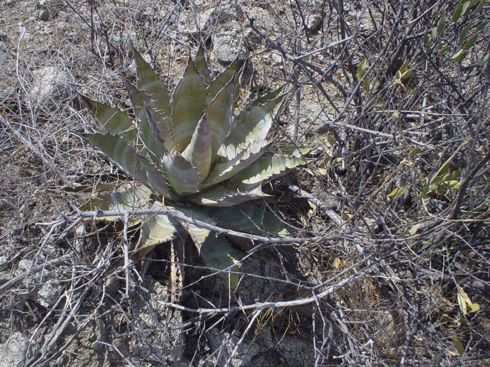 Image of Agave subsimplex Trel.