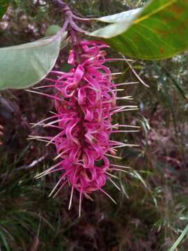 Imagem de Faurea forficuliflora Baker