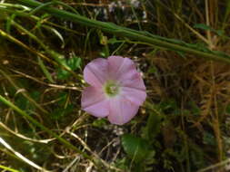 Image of Convolvulus remotus R. Br.