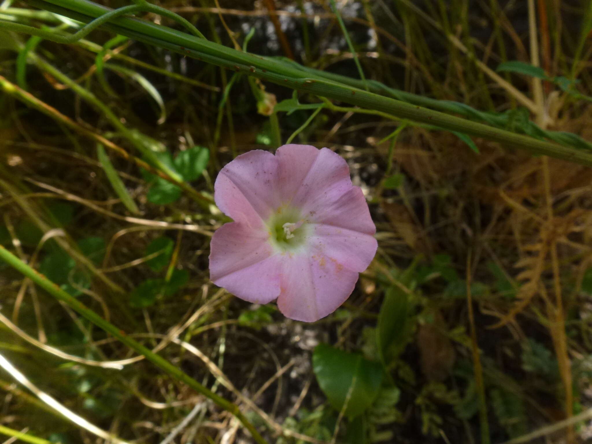 Image de Convolvulus remotus R. Br.