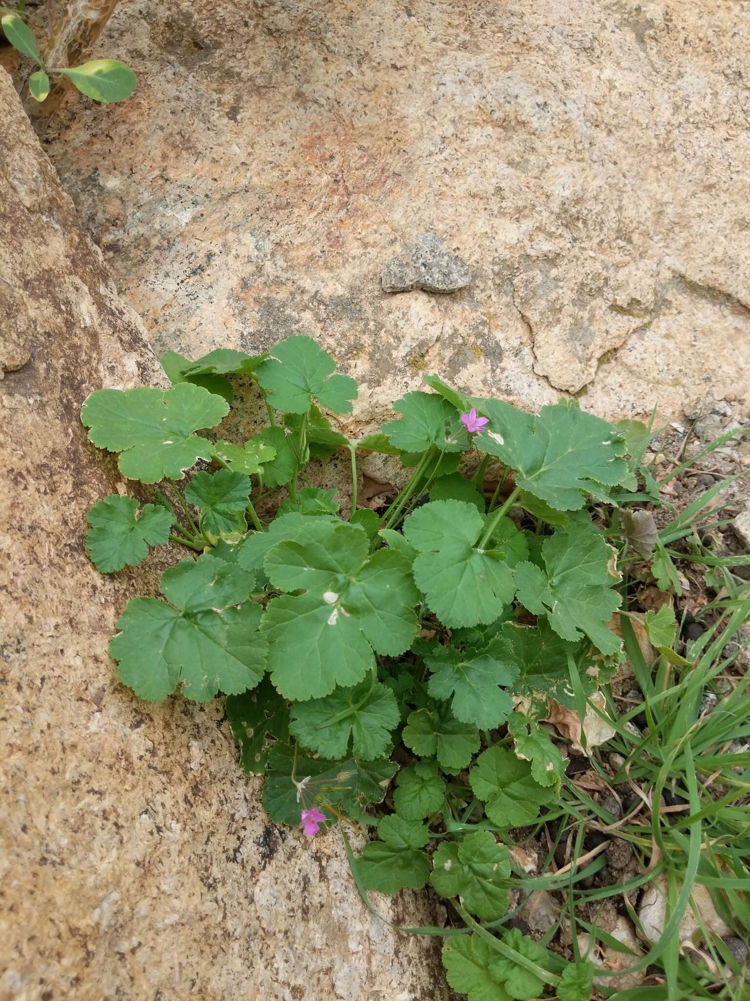 Image of Erodium chium (Burm. fil.) Willd.