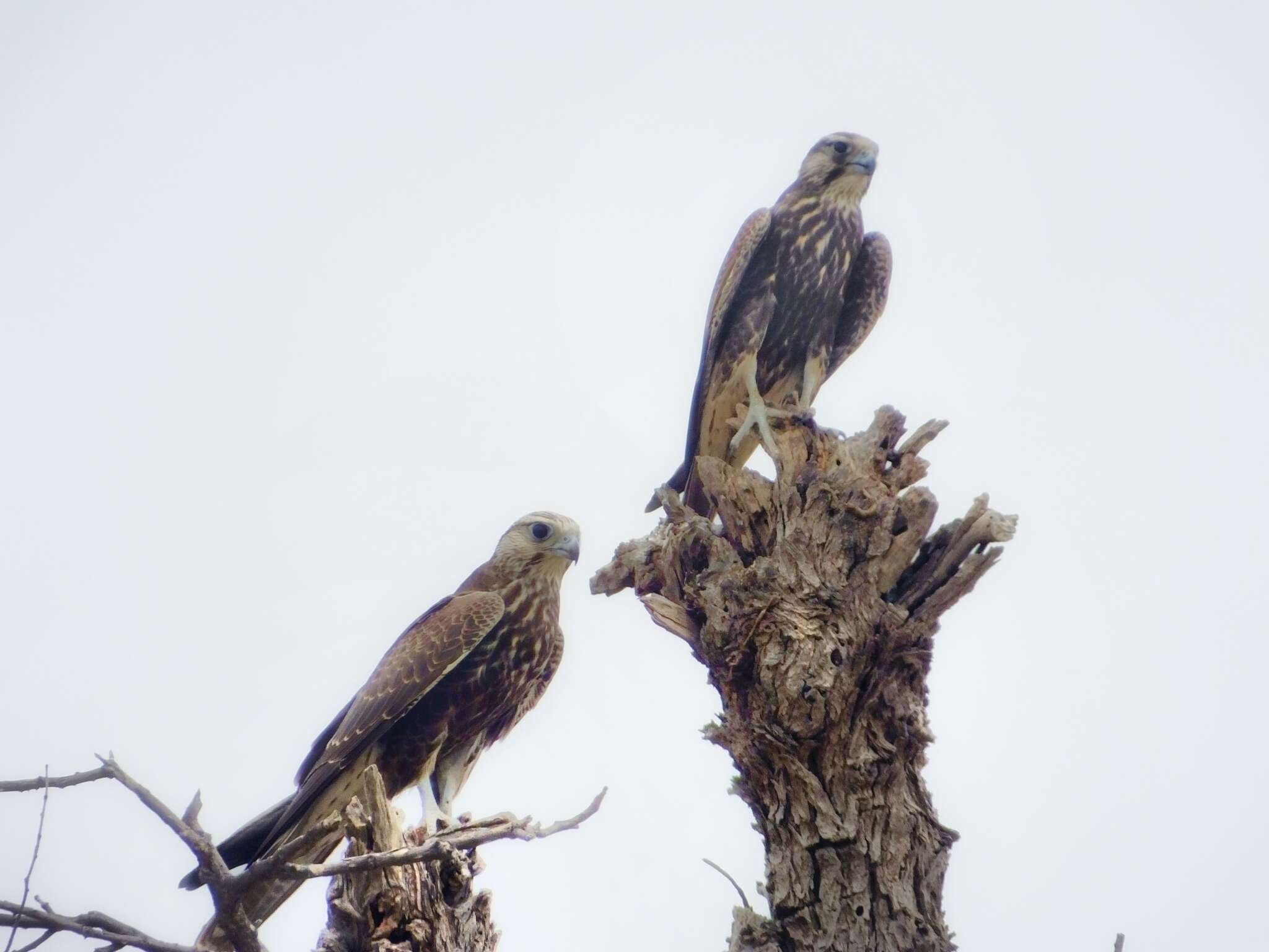 Image of Laggar Falcon