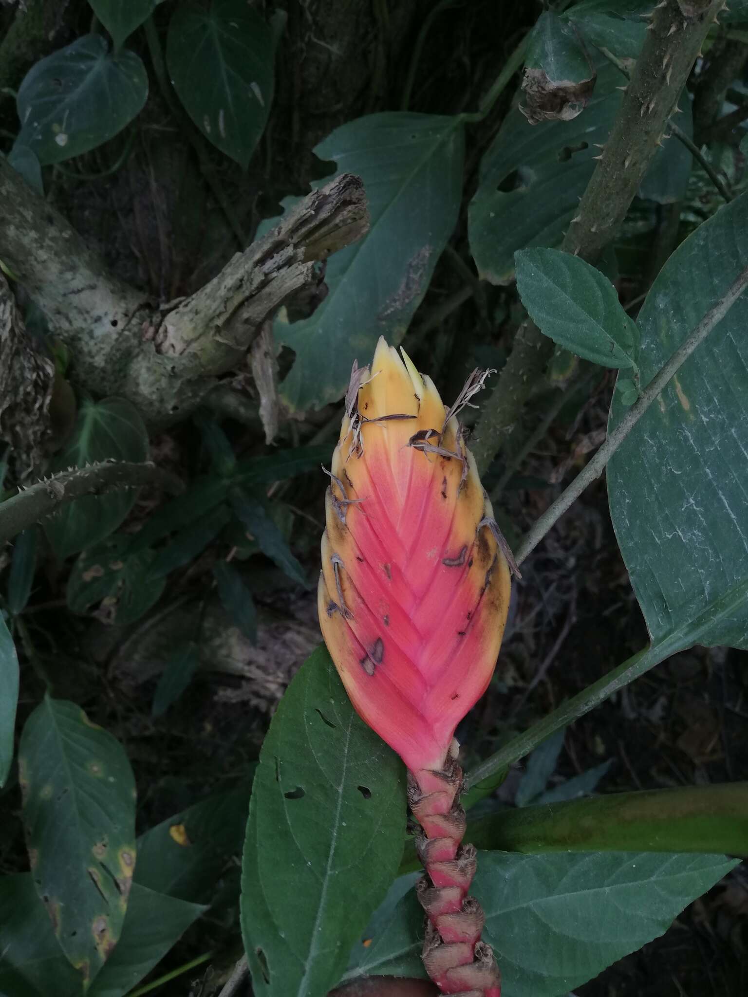 Image of Heliconia episcopalis Vell.