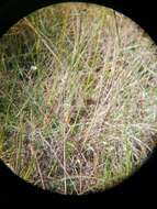 Image of Black-rumped Buttonquail