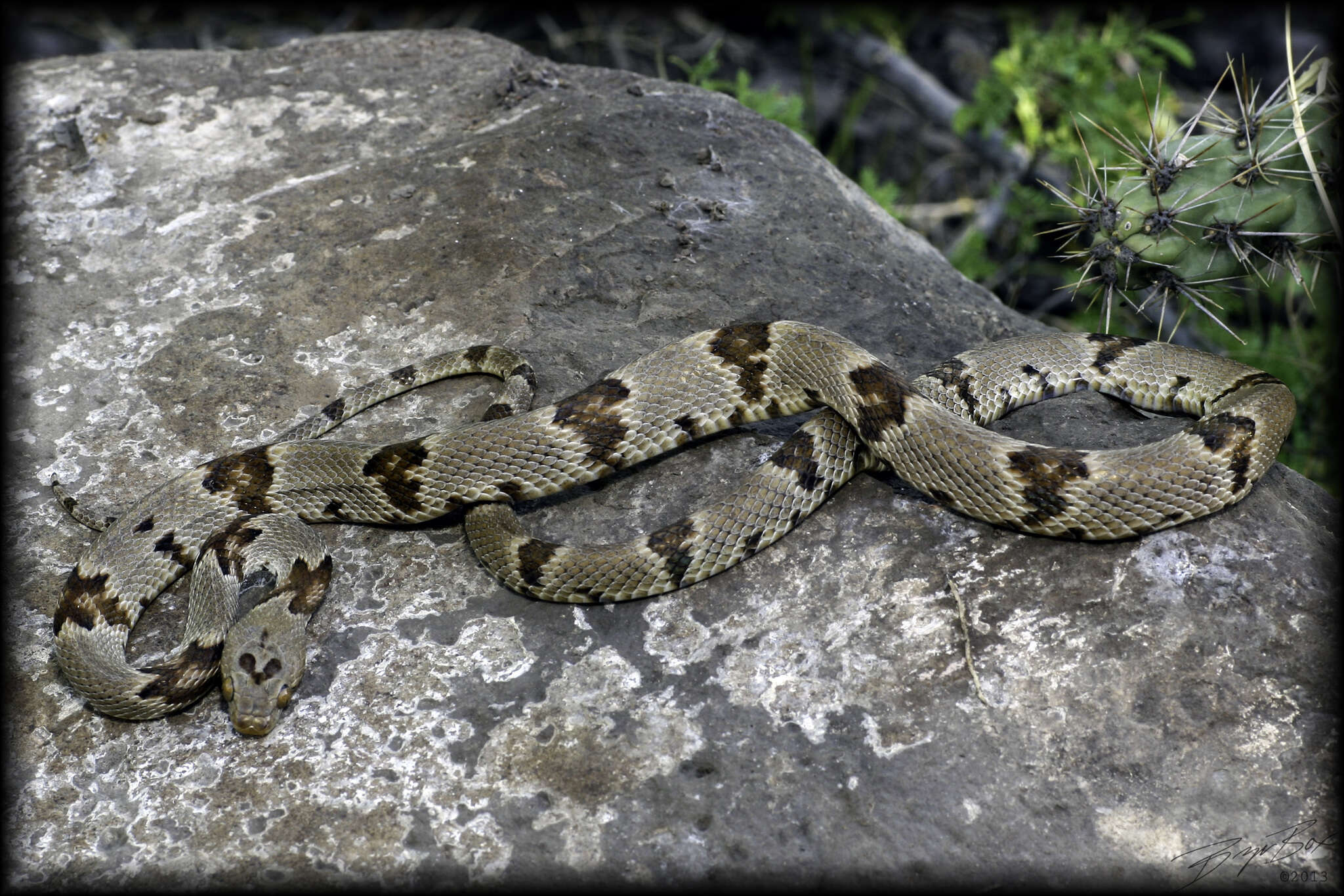 Image of Chihuahuan Desert Lyresnake