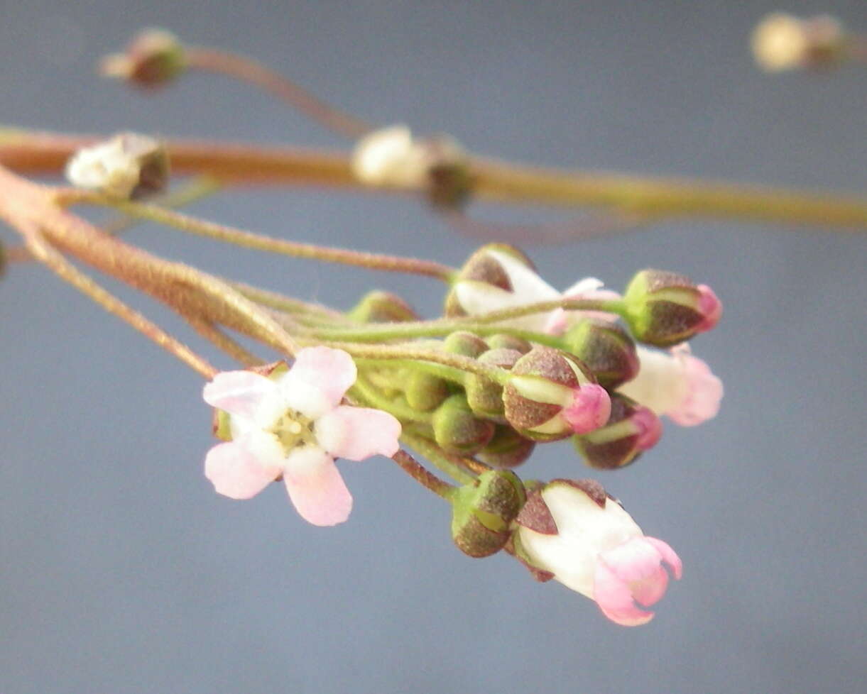 Image of limewater brookweed