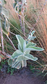 Image of Buddleja tubiflora Benth.