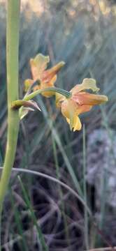 Image of Cyrtopodium eugenii Rchb. fil. & Warm.