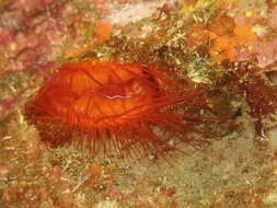 Image of Electric Flame Scallop