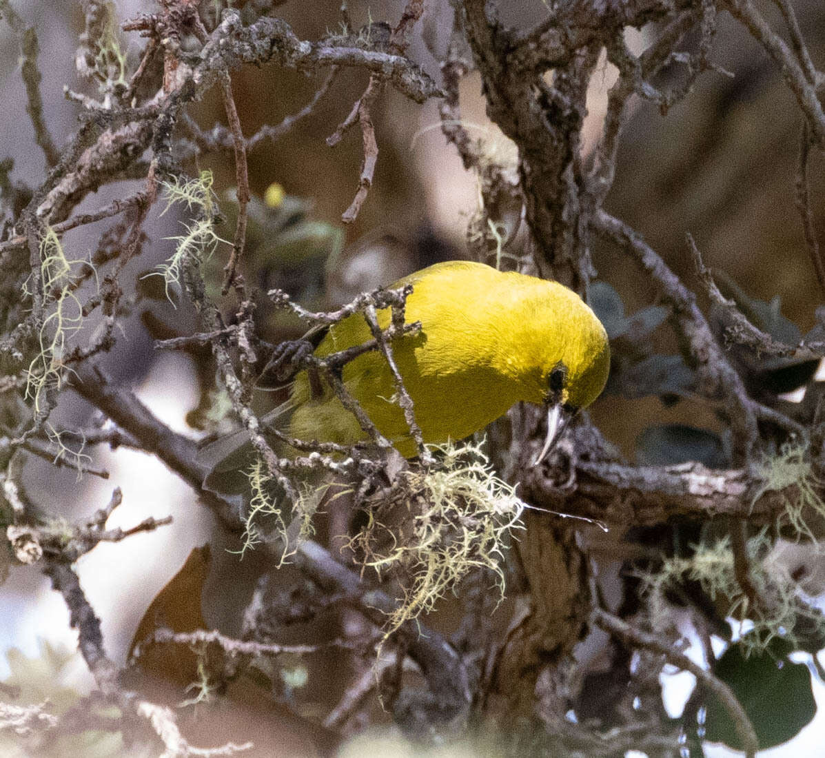 Image of Chlorodrepanis virens virens (Gmelin & JF 1788)