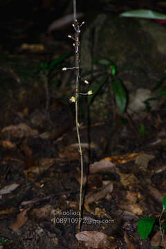 Image of Aphyllorchis montana Rchb. fil.