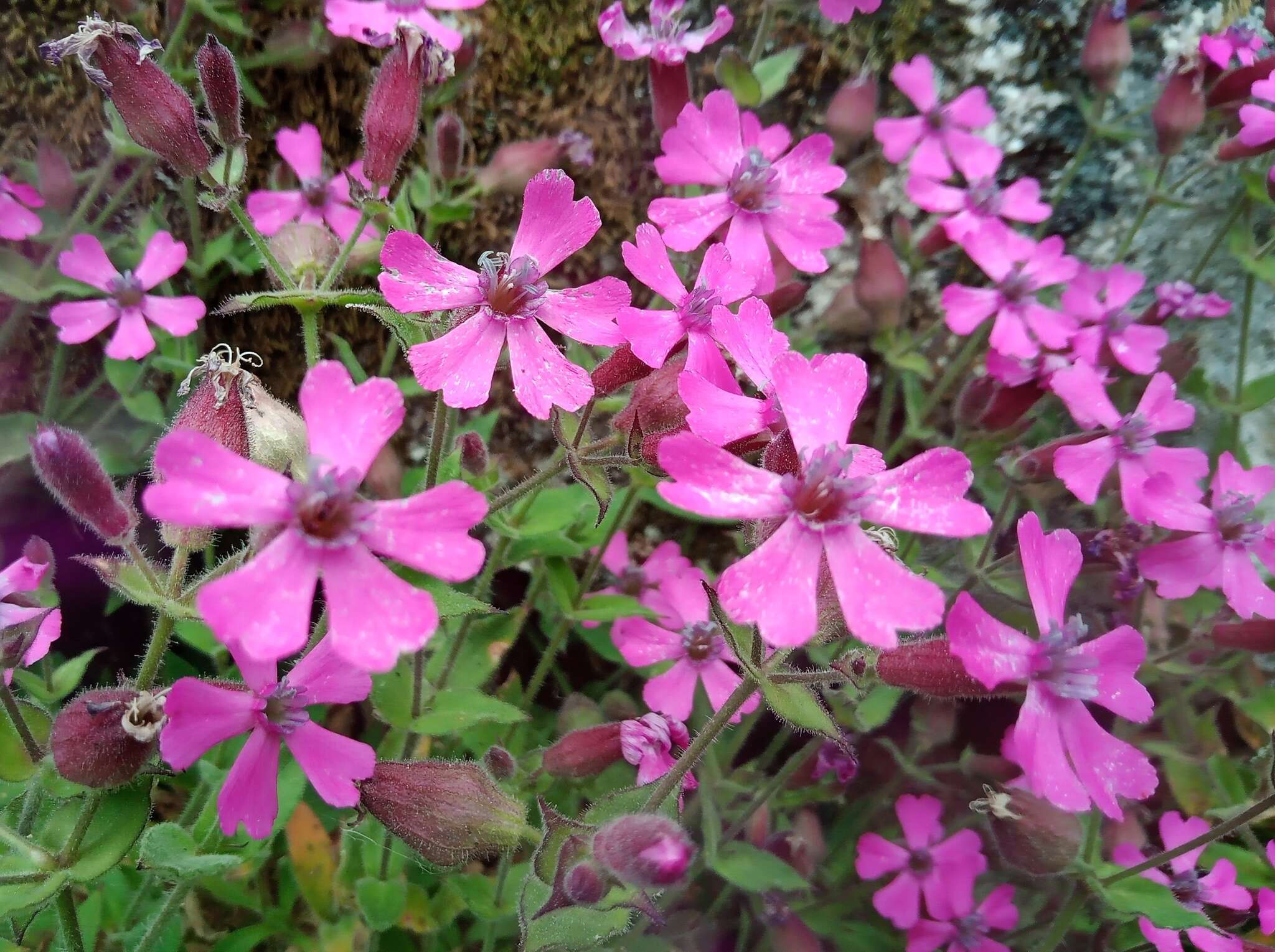 Image de Silene acutifolia Link ex Rohrb.