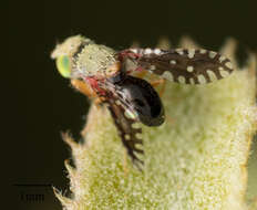 صورة Valentibulla californica (Coquillett 1894)