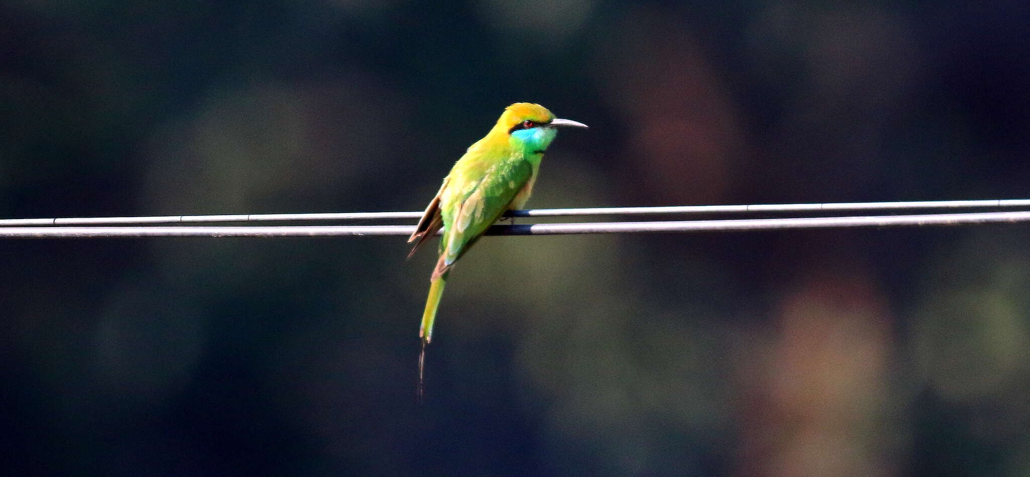 Image of Asian Green Bee-eater