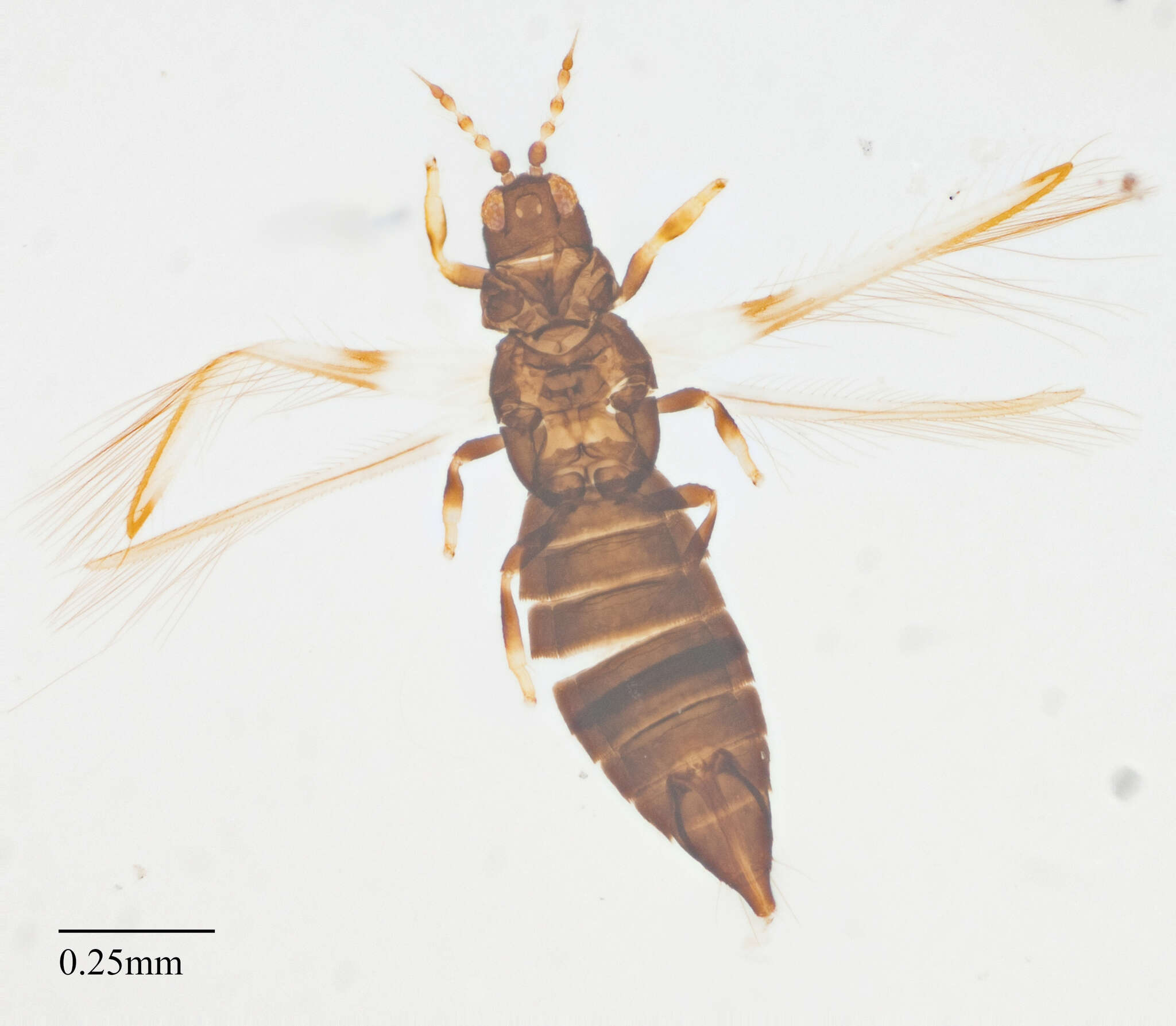 Imagem de Caliothrips marginipennis (Hood 1912)