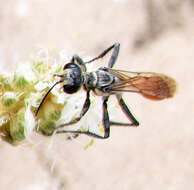 Image of Mud dauber