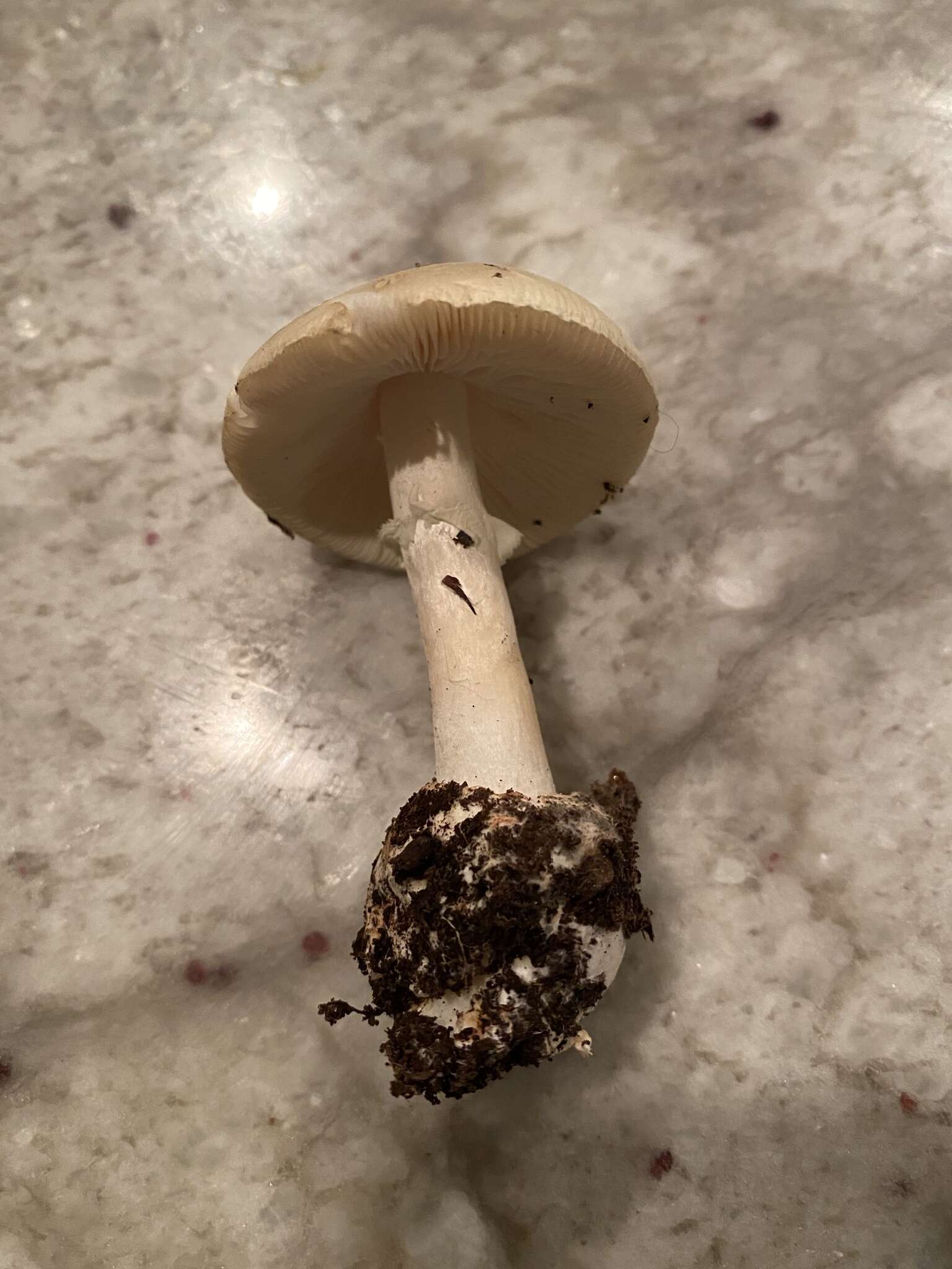 Image of Coker's Lavender Staining Amanita