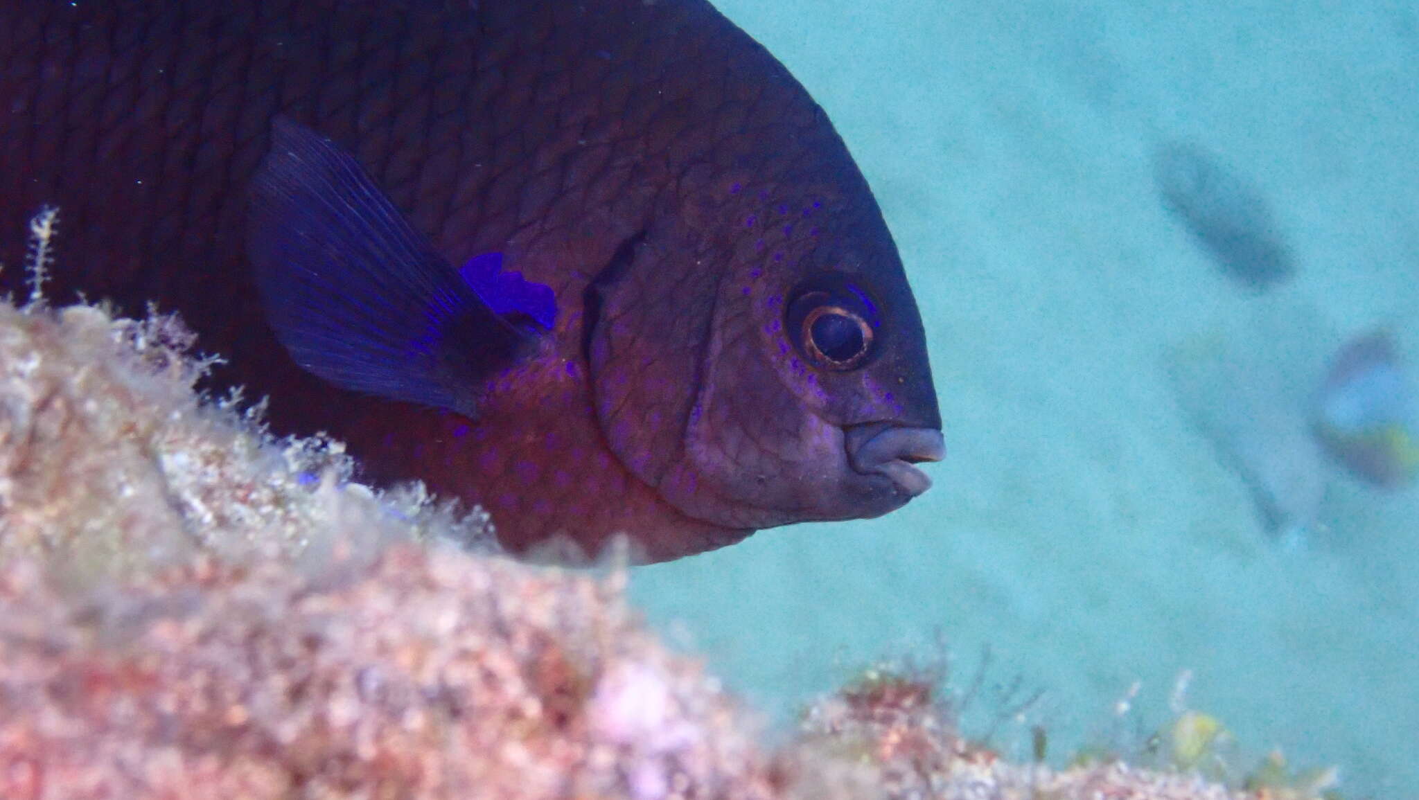 Image of Canary damsel