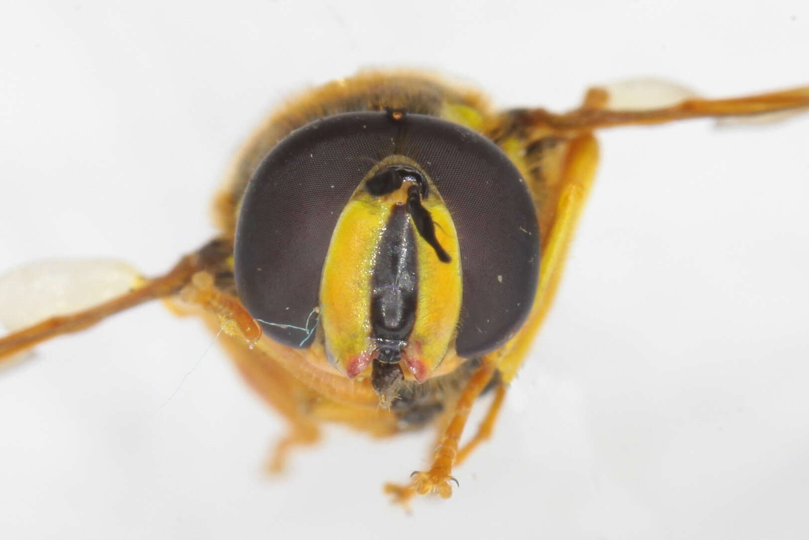 Image de Chrysotoxum elegans Loew 1841