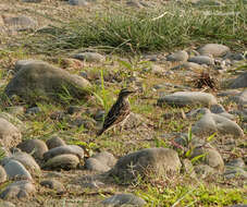 Image of Rosy Pipit