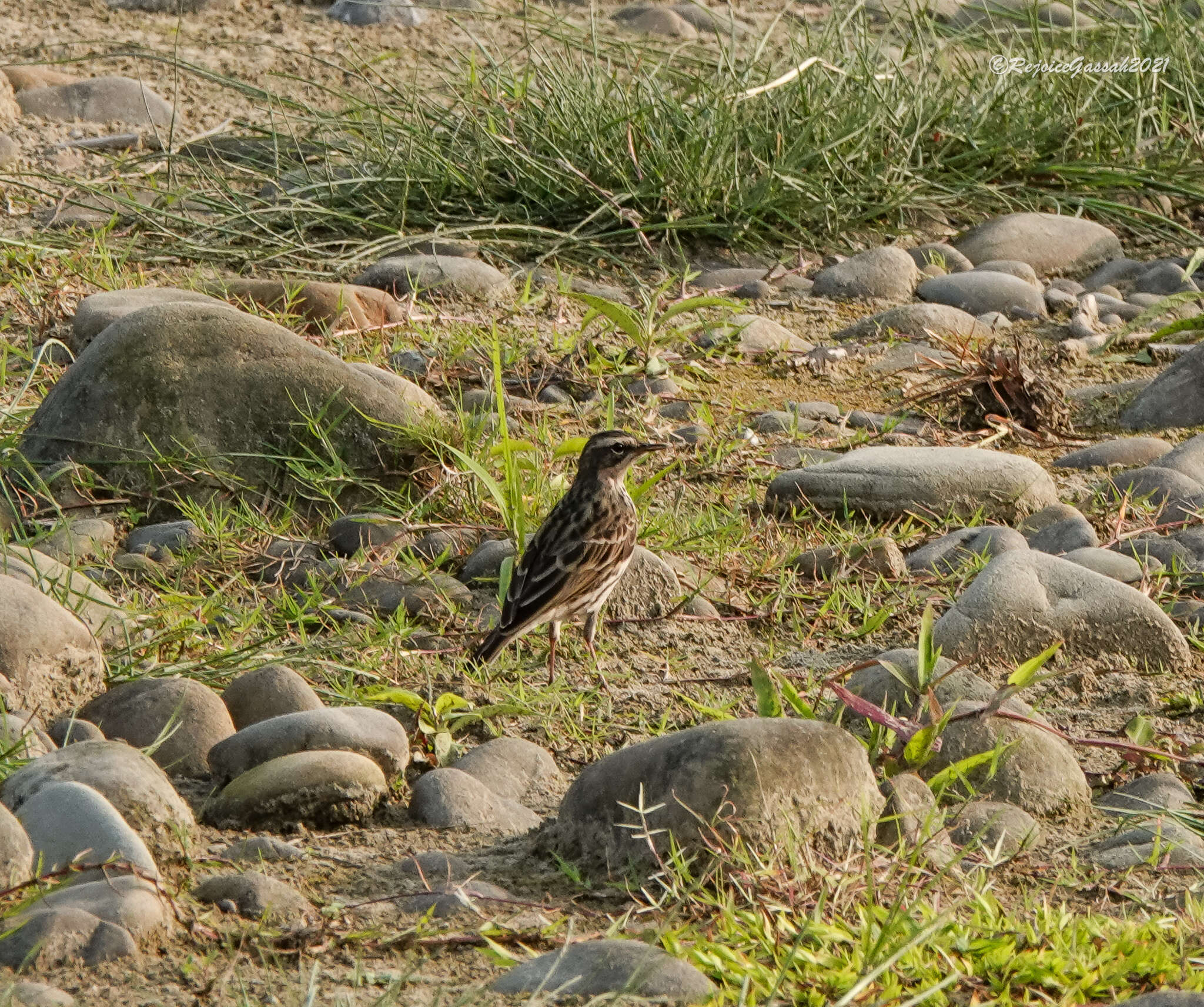 Image of Rosy Pipit