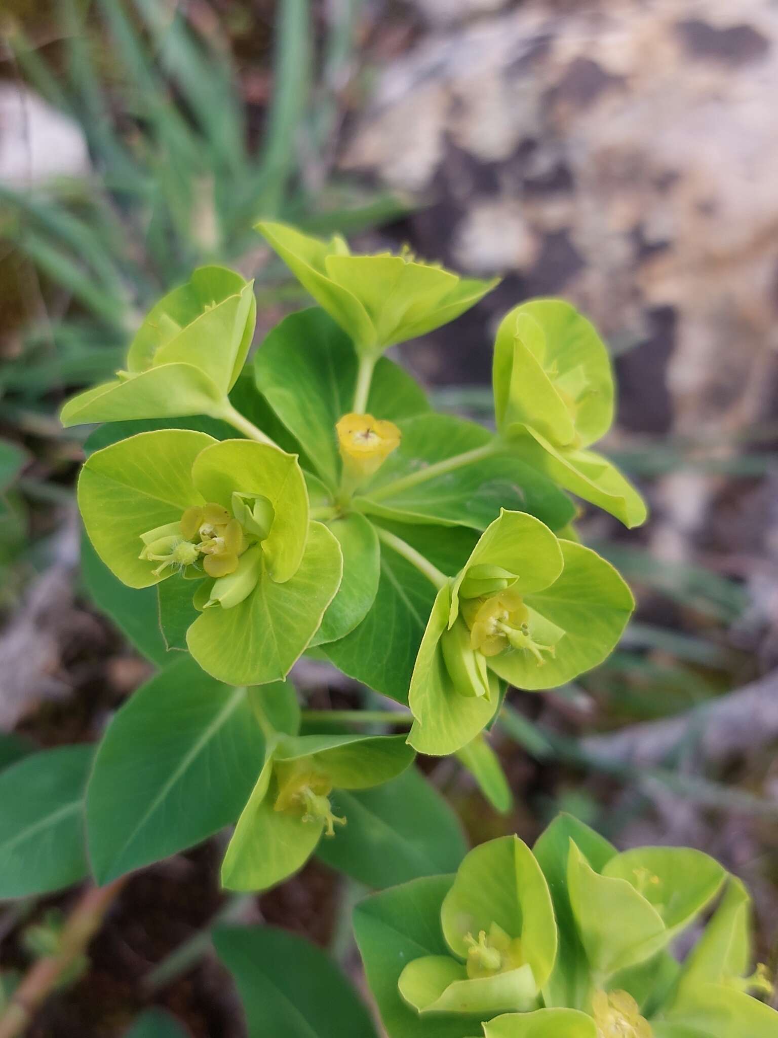 Image of Euphorbia paniculata Desf.