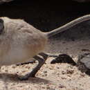 Image of Namib Round-eared Elephant Shrew