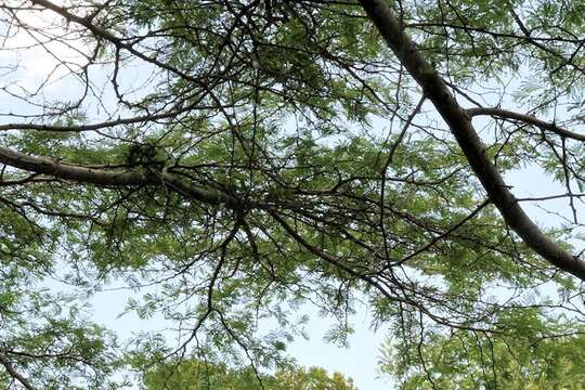 Слика од Vachellia kosiensis (P. P. Sw. ex Coates Palgr.) Kyal. & Boatwr.