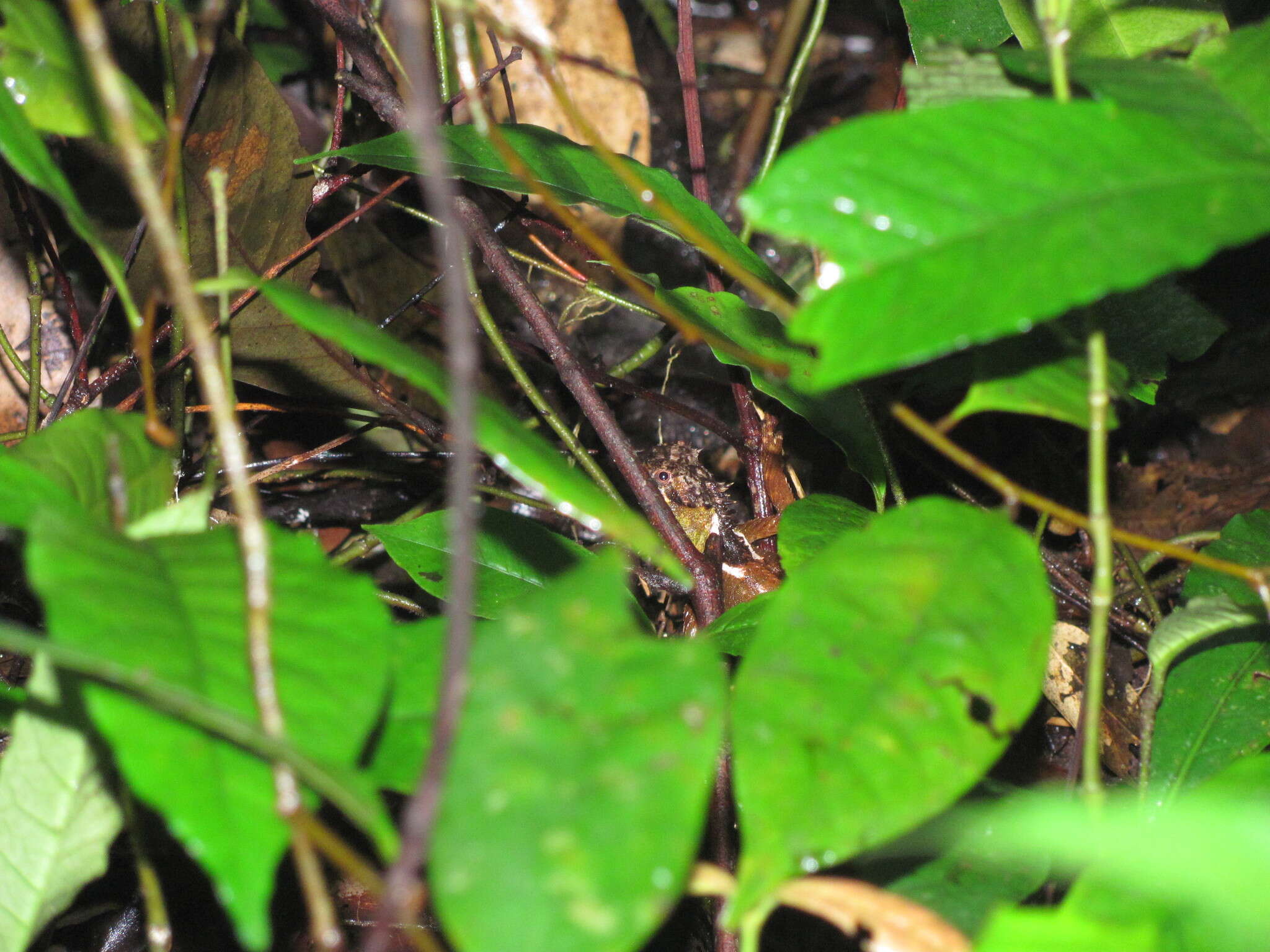 Image of Brown Pricklenape