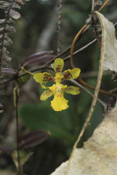 Image of Otoglossum serpens (Lindl.) N. H. Williams & M. W. Chase