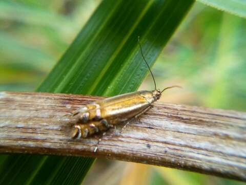 Image of Glyphipterix scintilella Walker 1864