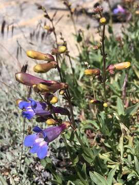 Image of azure penstemon