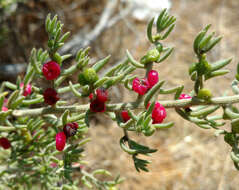 Imagem de Enchylaena tomentosa R. Br.