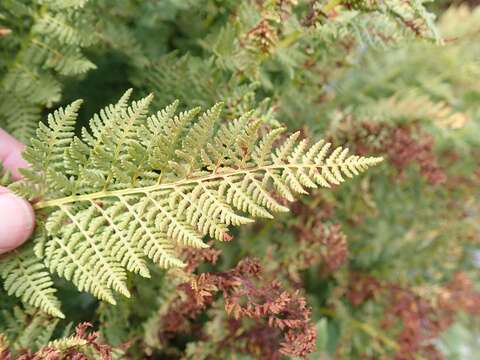 Image of American Alpine Lady Fern