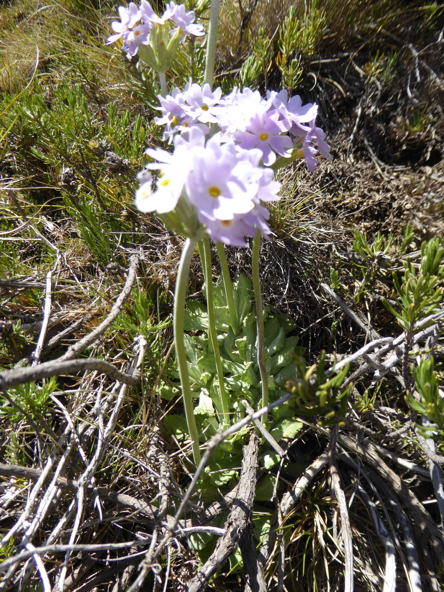 Image of Primula magellanica Lehm.