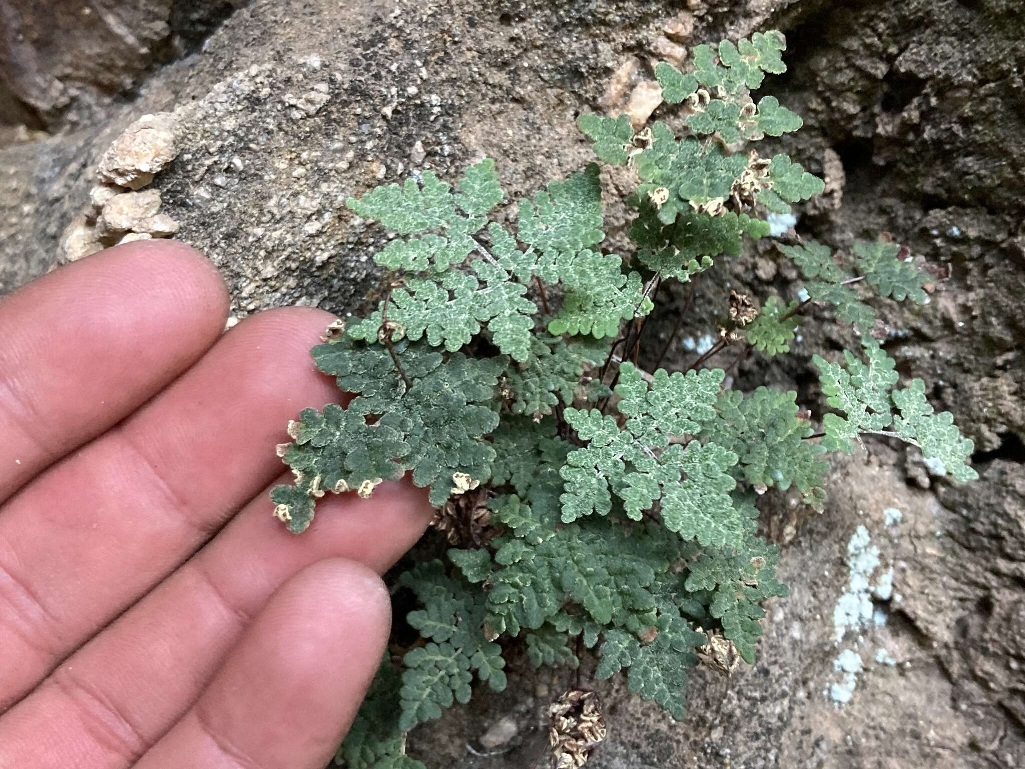 Image of California cloak fern