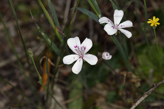 Image of Pelargonium havlasae Domin