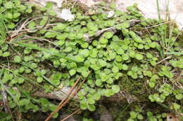 Plancia ëd Leptostigma setulosum (Hook. fil.) Fosberg