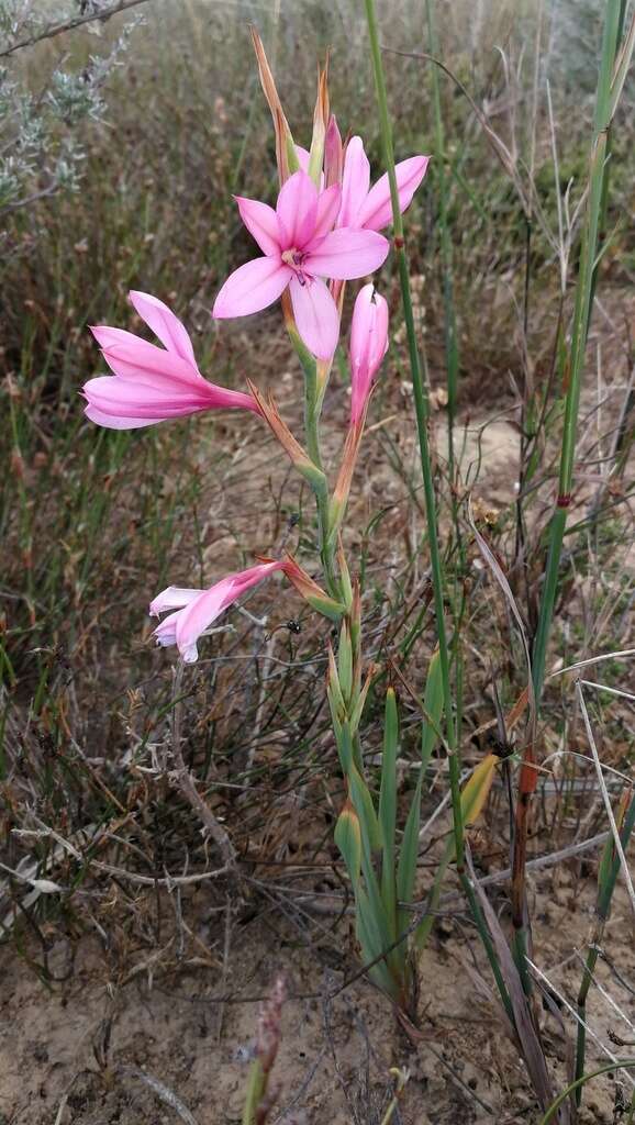 Image of Swartveld Watsonia