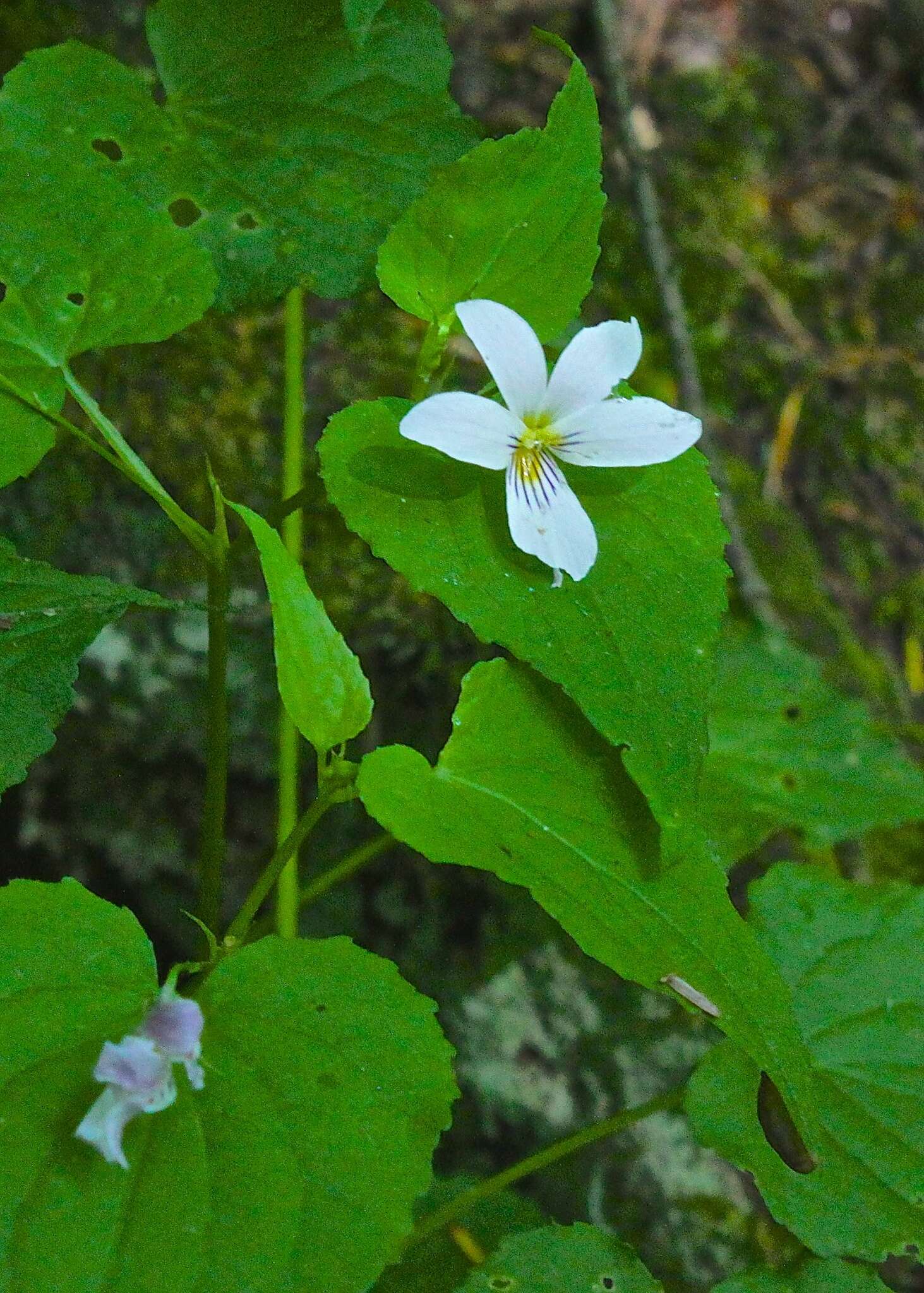 Imagem de Viola canadensis L.