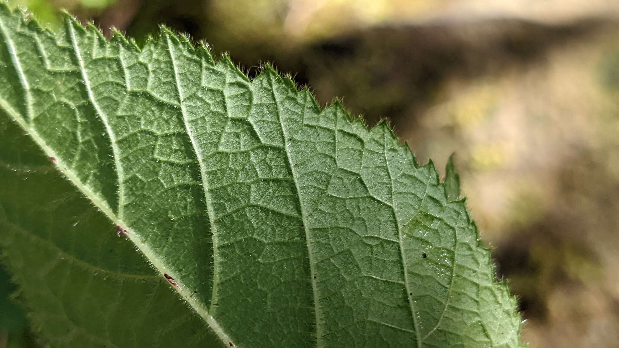 Plancia ëd Rubus parviaraliifolius Hayata