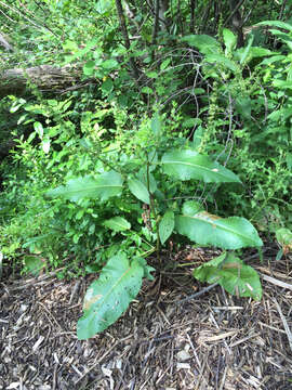 Imagem de Rumex obtusifolius L.