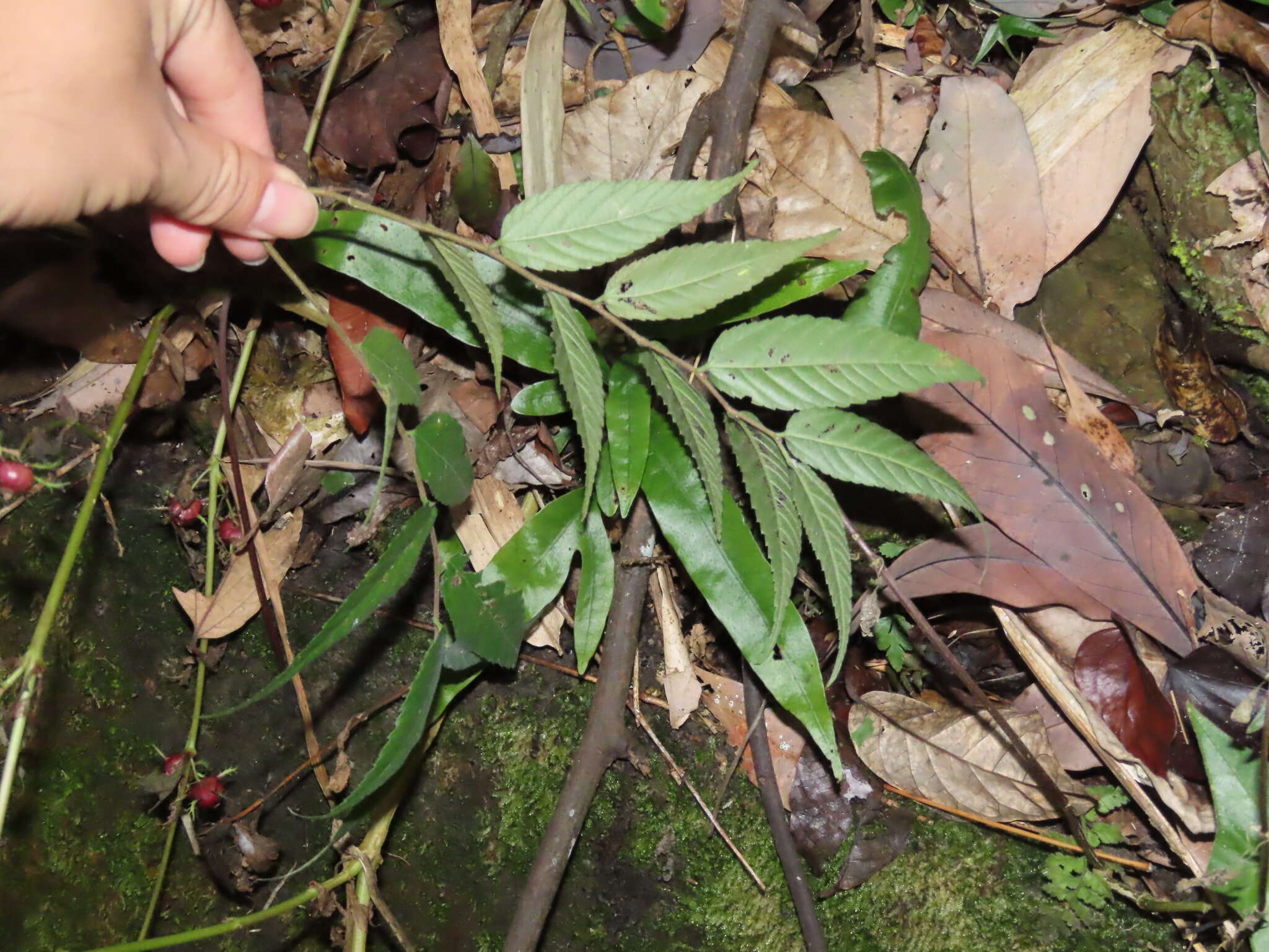 Cyclocodon lancifolius (Roxb.) Kurz resmi