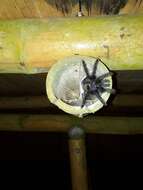 Image of Ecuadorian Purple Tarantula