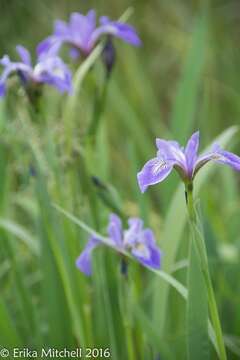 Image de blue flag iris versicolore