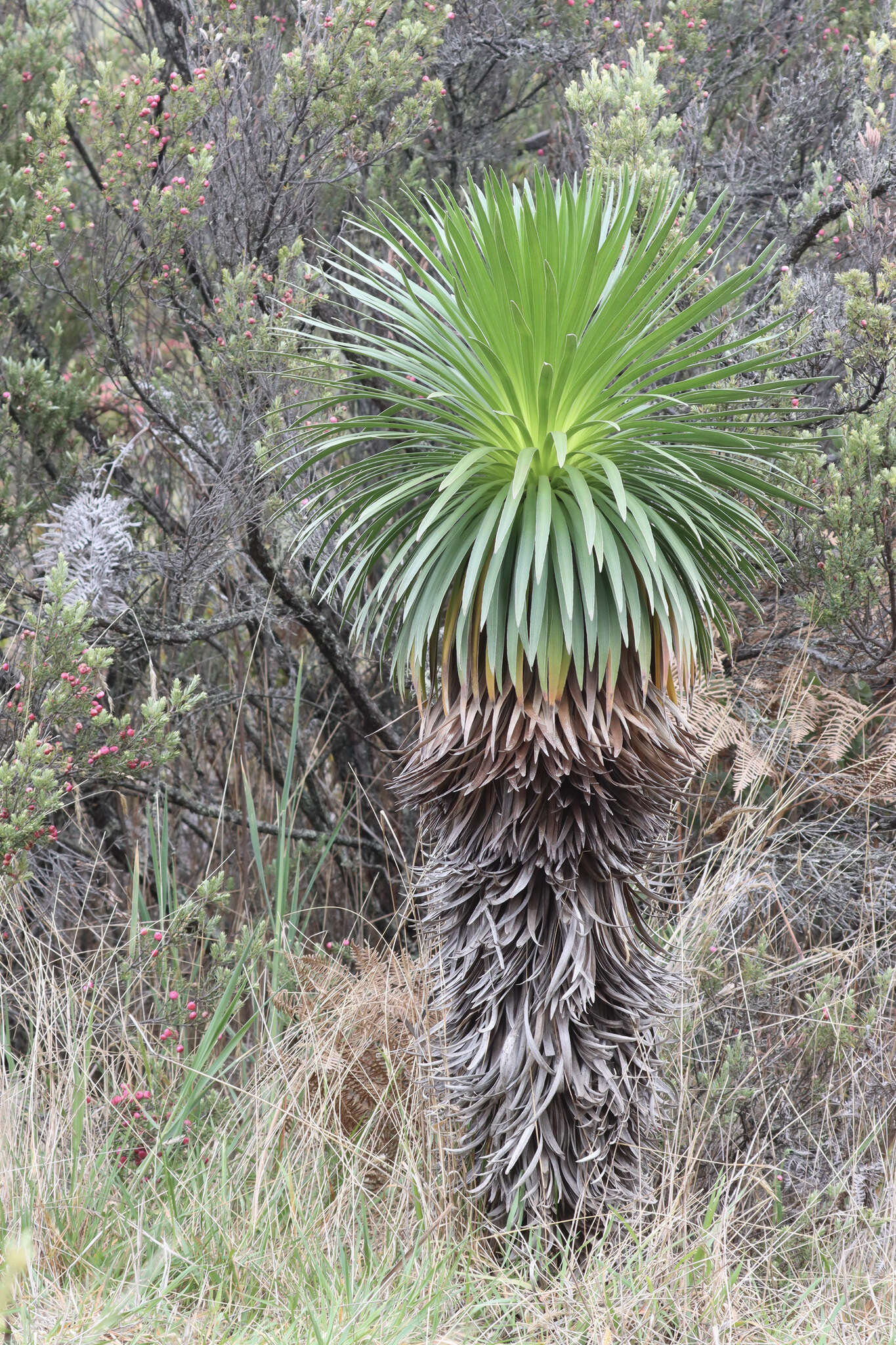 Слика од Argyroxiphium grayanum (Hillebr.) Deg.