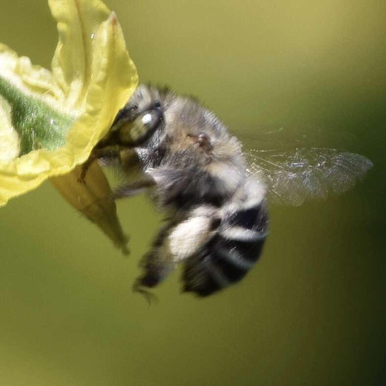 Image of California Anthophora